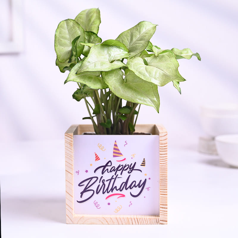 Syngonium Plant In Wooden Birthday Pot