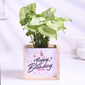 Syngonium Plant In Wooden Birthday Pot