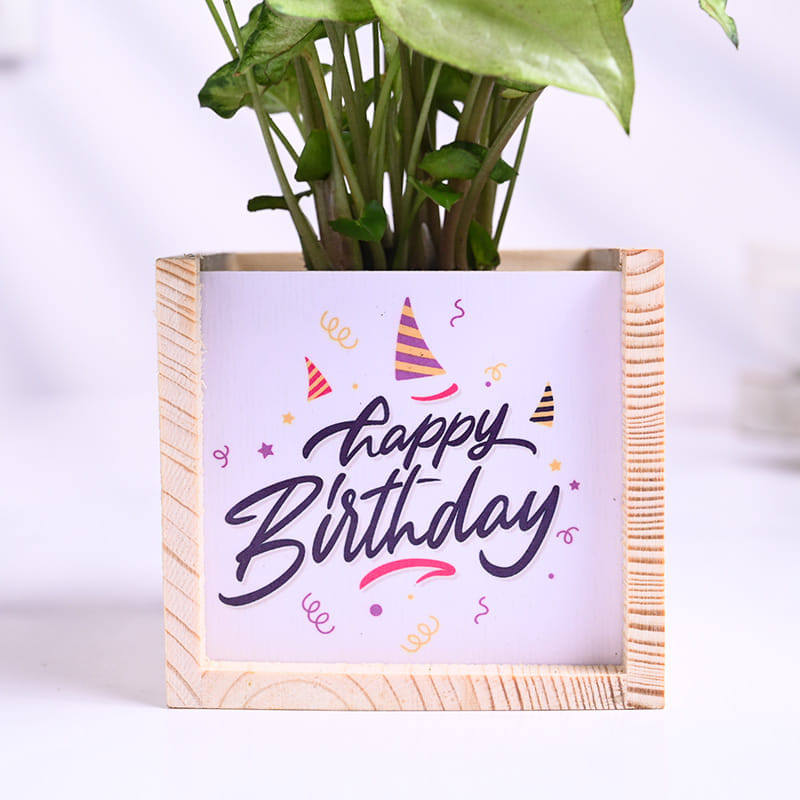 Syngonium Plant In Wooden Birthday Pot