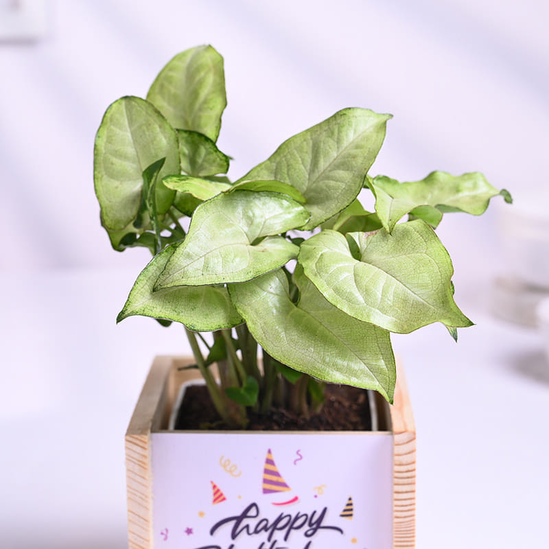Syngonium Plant In Wooden Birthday Pot