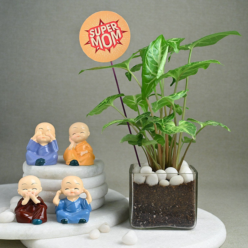 Syngonium Plant N Buddhas