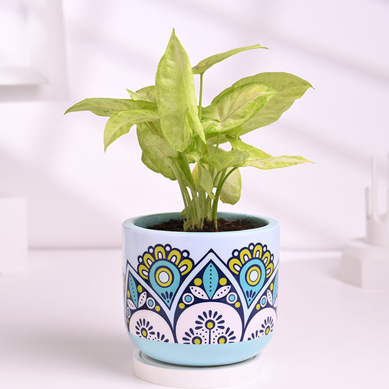 Syngonium Plant N Diwali Goodies Hamper