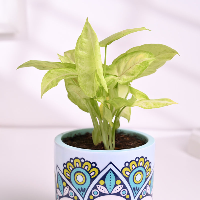 Syngonium Plant N Diwali Goodies Hamper