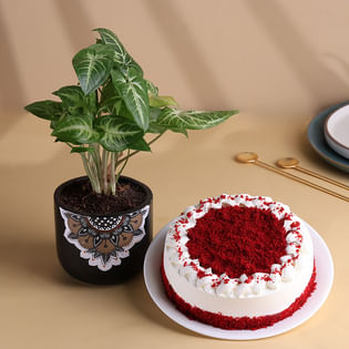 Syngonium Plant N Red Velvet Cake Combo