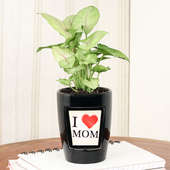 Syngonium Plant N Vase Combo