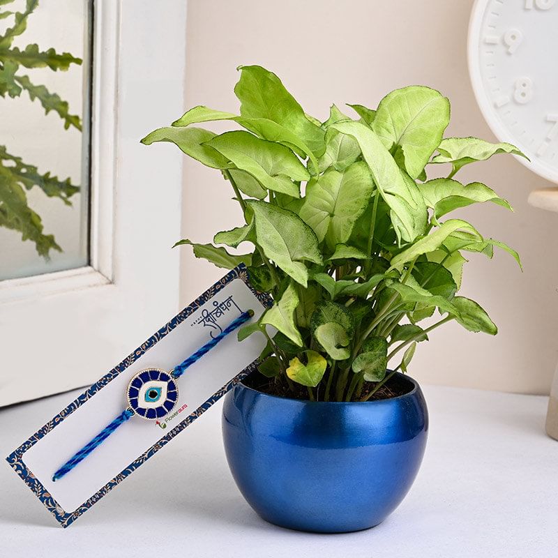 Buy Syngonium Plant With Good Luck Rakhi Online