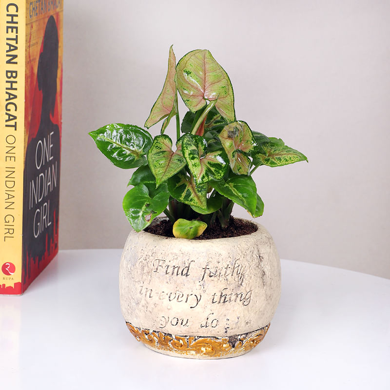 Syngonium Plant With Printed Vase