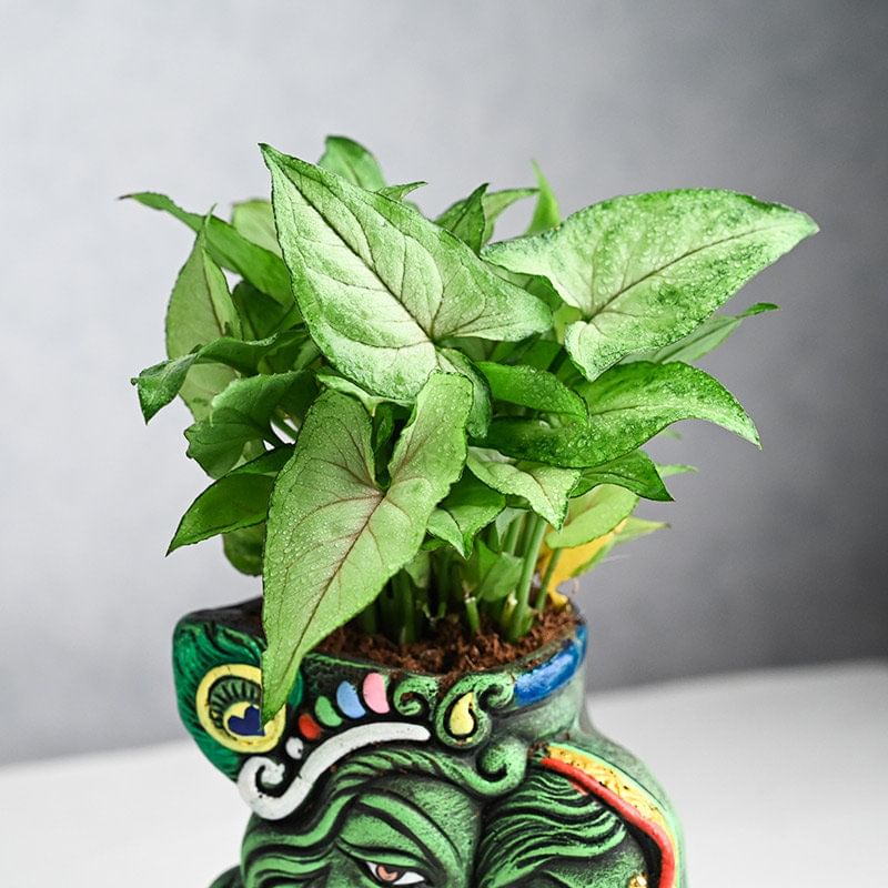 Buy Syngonium Plant with Radha Krishna Planter Online 