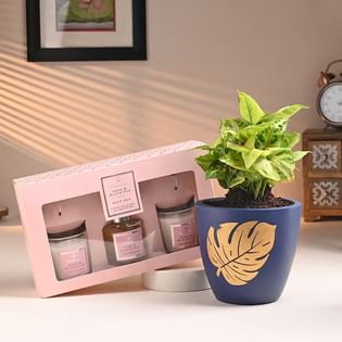  Syngonium Plant With Rose Oud Diffuser Set