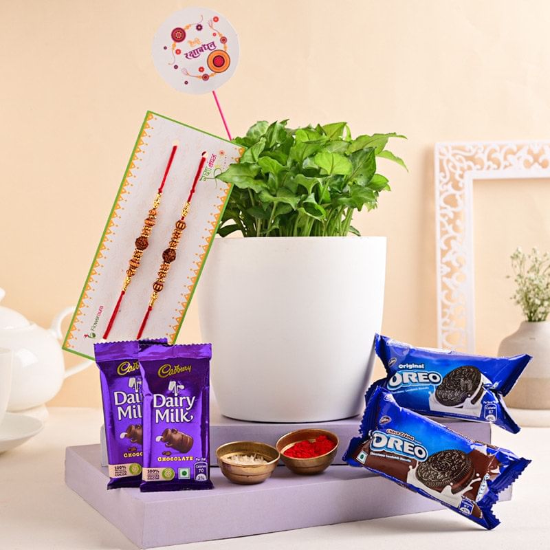 Syngonium Plant With Rudraksh Rakhi Hamper