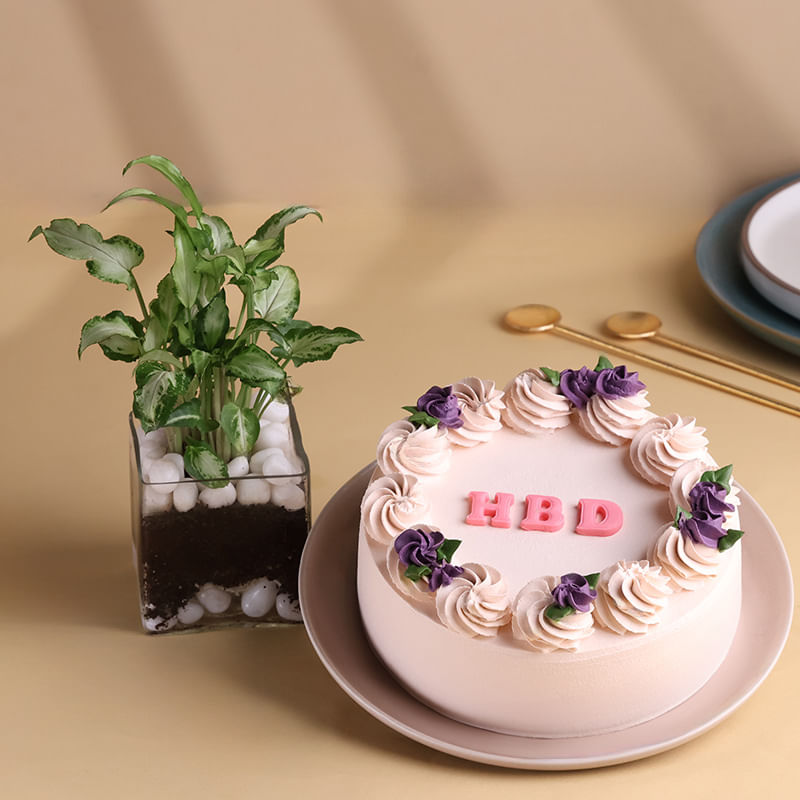 Syngonium Plant With Vanilla Birthday Cake