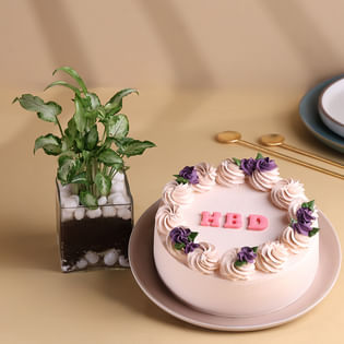 Syngonium Plant With Vanilla Birthday Cake