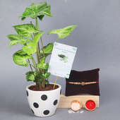 Syngonium Rakhi Plant - One Designer Rakhi with Foliage Plant in Picaso Polka Dot Vase