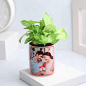 Mothers Day Special Syngonium Serenity In Personalised Pot