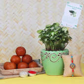 Syngonium Plant with Rakhi and Sweets