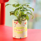 Syngonium Wendlandii Plant - Foliage Plant Indoor in Personalised Mug Vase