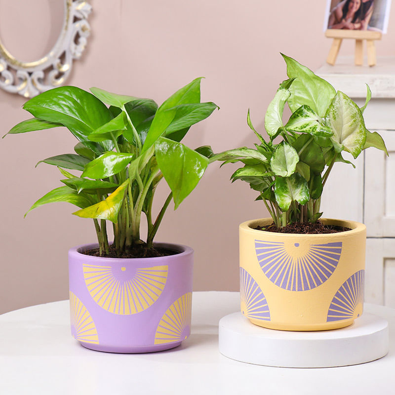 Synogonium N Money Plants in Chic Pastel Pots