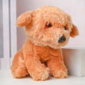 Buy Take Me Home Please Small 10 Inch for Teddy Day