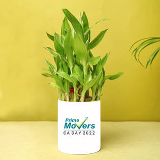 Tally Ca Day Product