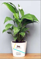 Tally Plant Product 