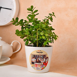 Teachers Day Jade Plant