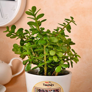 Buy Jade Plant Online