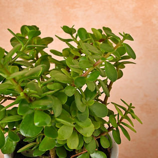 Buy Jade Plant