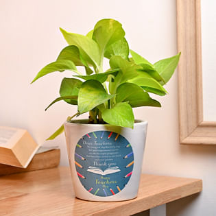 Teachers Day Money Plant