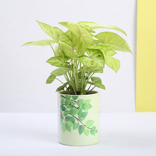 Teachers Day Syngonium Plant 