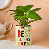 Teachers Special Money Plant