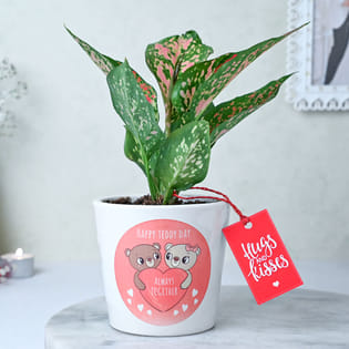 Teddy Day Pink Aglaonema Plant
