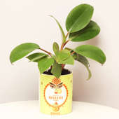 Personalised Navratri Philodendron Plant