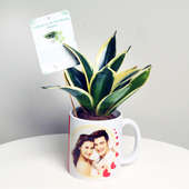 Tender Sansevieria Plant With Personalised Vase