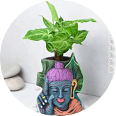 Terracotta Planters