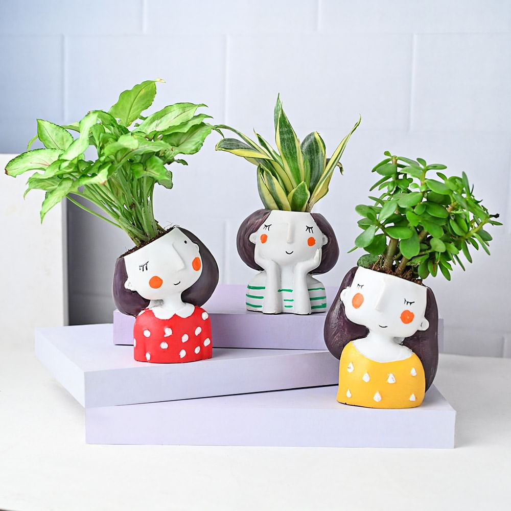 Set of Plants Gifts for Friends