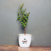 Tulsi Plant in White Vase for Daddy
