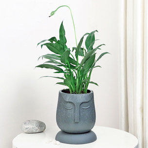 Buy The Face Peace Lily Online