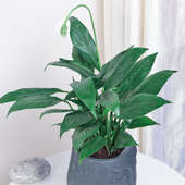 Order The Face Peace Lily Online