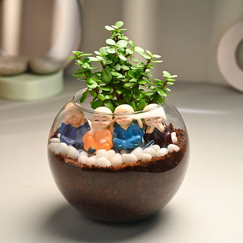 Buy Little Monks Jade Plant Online 