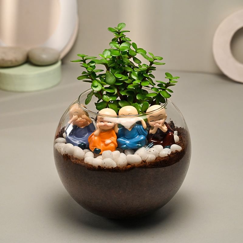 Send Little Monks Jade Plant Online 