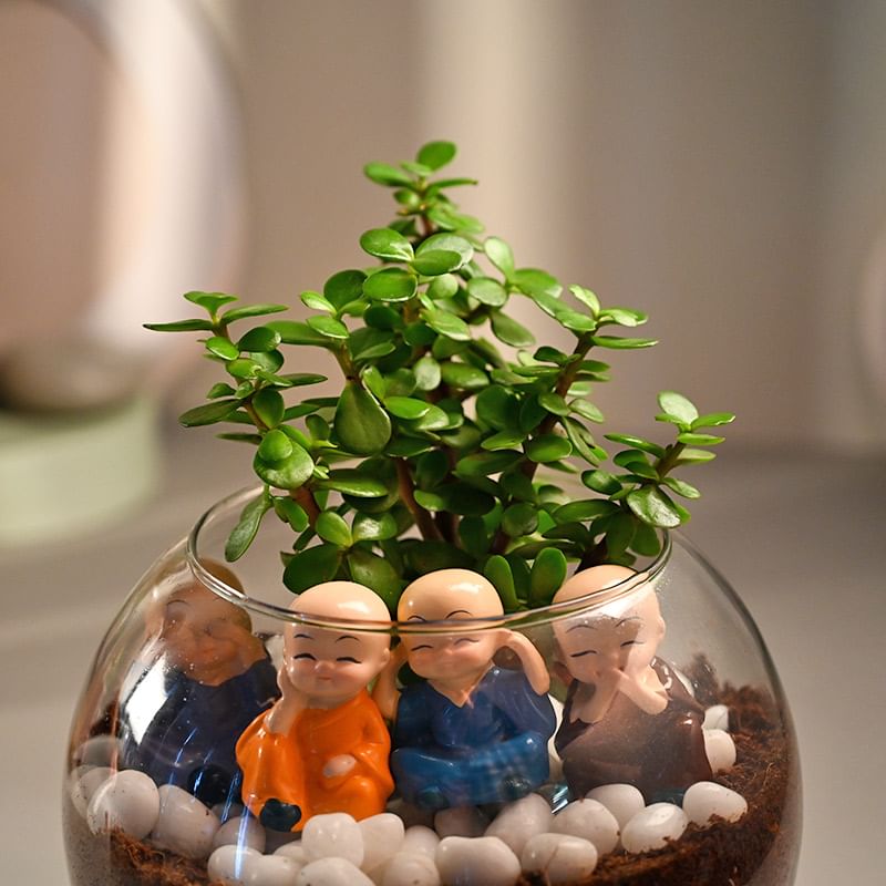 Order Little Monks Jade Plant Online 