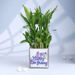 The Lucky Bday Plant