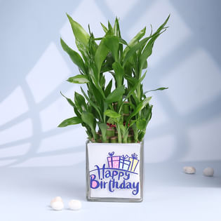The Lucky Bday Plant