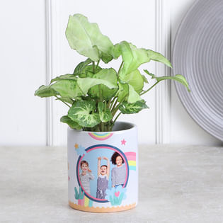The Playful Syngonium