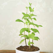 Therapeutic Tulsi Plant For Mom