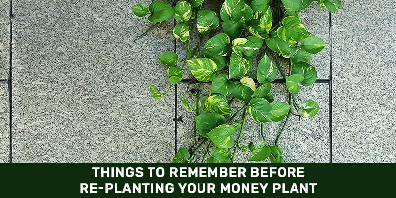 Things to Remember Before Re-Planting your Money Plant