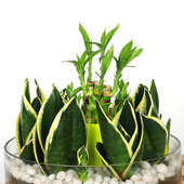 Order Air Purifying Good Luck Plant Combo Online