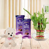 Combo of 2 cadbury silk chocolates with 2 Layer bamboo plant and a teddy