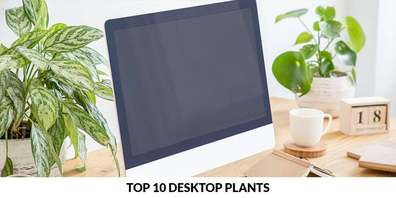 Top 10 Desktop Plants