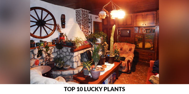 Top 10 Lucky Plants